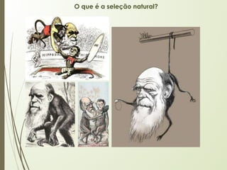 O que é a seleção natural?
 