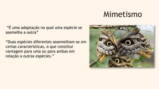 Mimetismo
“É uma adaptação na qual uma espécie se
asemelha a outra”
“Duas espécies diferentes assemelham-se em
certas características, o que constitui
vantagem para uma ou para ambas em
relação a outras espécies.”
 