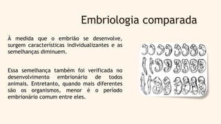 Embriologia comparada
À medida que o embrião se desenvolve,
surgem características individualizantes e as
semelhanças diminuem.
Essa semelhança também foi verificada no
desenvolvimento embrionário de todos
animais. Entretanto, quando mais diferentes
são os organismos, menor é o período
embrionário comum entre eles.
 