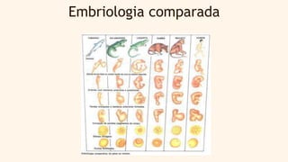 Embriologia comparada
 
