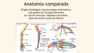Órgãos homólogos: mesma origem embrionária,
mas podem ter funções diferentes
Ex: asa de morcego, nadadeira de baleia,
pata do cavalo, braço do homem
Anatomia comparada
 