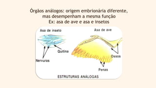 Órgãos análogos: origem embrionária diferente,
mas desempenham a mesma função
Ex: asa de ave e asa e insetos
 