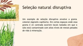Um exemplo de seleção disruptiva envolve a grama
colonial (Agrostis capillaris). Em certos espaços onde essa
grama é en contrada ocorrem locais isolados em que o
solo está contaminado com altos níveis de metais pesados
de vido à mineração.
Seleção natural disruptiva
 