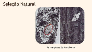 Seleção Natural
As mariposas de Manchester
 
