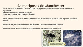 As mariposas de Manchester
Seleção natural ocorrida nas mariposas da espécie Biston betularia, em Manchester –
Inglaterra;
Pressão ambiental: Industrialização
Fator responsável pela seleção natural;
Antes da industrialização 1850 : predominava as mariposas brancas com algumas manchas
pretas;
Industrialização – matou líquens das árvores – escurecimento dos troncos.
Posteriormente à industrialização predomínio das mariposas melânicas.
 
