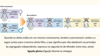 Quando os alelos estão em um mesmo cromossomo, tendem a permanecer unidos e a
seguir juntos para a mesma célula-filha, o que significa que não obedecem ao princípio
da segregação independente, expresso na segunda lei de Mendel; entre eles, existe
ligação gênica (ligação fatorial ou linkage).
 