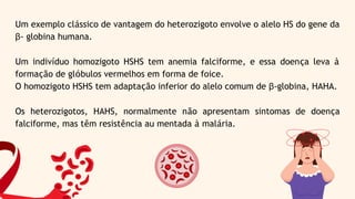 Um exemplo clássico de vantagem do heterozigoto envolve o alelo HS do gene da
β- globina humana.
Um indivíduo homozigoto HSHS tem anemia falciforme, e essa doença leva à
formação de glóbulos vermelhos em forma de foice.
O homozigoto HSHS tem adaptação inferior do alelo comum de β-globina, HAHA.
Os heterozigotos, HAHS, normalmente não apresentam sintomas de doença
falciforme, mas têm resistência au mentada à malária.
 