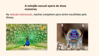 A seleção sexual opera de duas
maneiras
Na seleção intersexual, machos competem para serem escolhidos pela
fêmea.
 