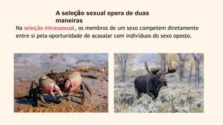 A seleção sexual opera de duas
maneiras
Na seleção intrassexual, os membros de um sexo competem diretamente
entre si pela oportunidade de acasalar com indivíduos do sexo oposto.
 