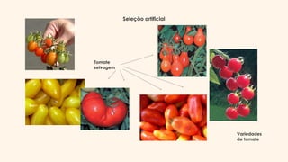 Tomate
selvagem
Variedades
de tomate
Seleção artificial
 