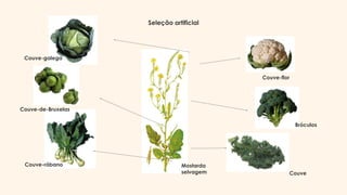 Mostarda
selvagem Couve
Bróculos
Couve-flor
Couve-galega
Couve-rábano
Couve-de-Bruxelas
Seleção artificial
 