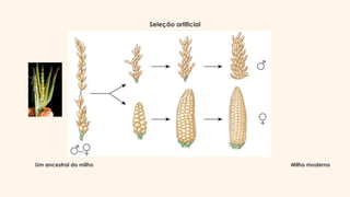 Um ancestral do milho Milho moderno
Seleção artificial
 