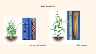 Um ancestral do milho Milho moderno
Seleção artificial
 