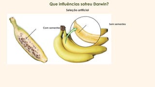 Que influências sofreu Darwin?
Seleção artificial
Com sementes
Sem sementes
 