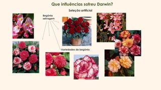 Que influências sofreu Darwin?
Begónia
selvagem
Variedades de begónia
Seleção artificial
 
