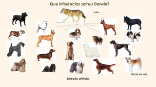 Que influências sofreu Darwin?
Lobo
Raças de cão
Seleção artificial
 