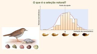 O que é a seleção natural?
Variação da característica
Número
de
indivíduos
Ponto de ajuste
 
