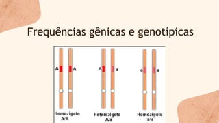 Frequências gênicas e genotípicas
 