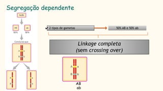 ✔ 2 tipos de gametas 50% AB e 50% ab
Linkage completa
(sem crossing over)
Segregação dependente
AB
ab
 