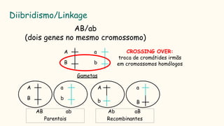 Diibridismo/Linkage
AB/ab
(dois genes no mesmo cromossomo)
A
B
a
b
Gametas
A
B
a
b
A
b
a
B
AB ab Ab aB
CROSSING OVER:
troca de cromátides irmãs
em cromossomos homólogos
Parentais Recombinantes
 