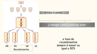 ✔ 4 tipos de gametas
Linkage com crossing over
a taxa de
recombinantes
sempre é menor ou
igual a 50%
AB Ab aB ab
Recombinantes
 