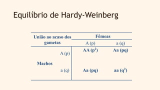 Equilíbrio de Hardy-Weinberg
União ao acaso dos
gametas
Fêmeas
A (p) a (q)
Machos
A (p)
AA (p2
) Aa (pq)
a (q) Aa (pq) aa (q2
)
 