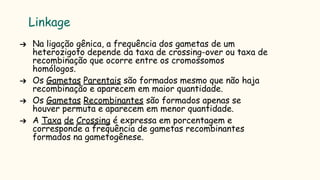 Linkage
➔ Na ligação gênica, a frequência dos gametas de um
heterozigoto depende da taxa de crossing-over ou taxa de
recombinação que ocorre entre os cromossomos
homólogos.
➔ Os Gametas Parentais são formados mesmo que não haja
recombinação e aparecem em maior quantidade.
➔ Os Gametas Recombinantes são formados apenas se
houver permuta e aparecem em menor quantidade.
➔ A Taxa de Crossing é expressa em porcentagem e
corresponde a frequência de gametas recombinantes
formados na gametogênese.
 