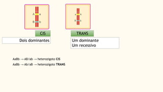 CIS TRANS
Dois dominantes Um dominante
Um recessivo
► AaBb → AB/ab → heterozigoto CIS
► AaBb → Ab/aB → heterozigoto TRANS
 