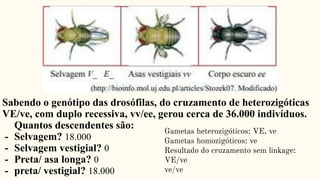 Sabendo o genótipo das drosófilas, do cruzamento de heterozigóticas
VE/ve, com duplo recessiva, vv/ee, gerou cerca de 36.000 indivíduos.
Quantos descendentes são:
- Selvagem? 18.000
- Selvagem vestigial? 0
- Preta/ asa longa? 0
- preta/ vestigial? 18.000
Gametas heterozigóticos: VE, ve
Gametas homozigóticos: ve
Resultado do cruzamento sem linkage:
VE/ve
ve/ve
 
