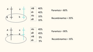 AB
ab
Ab
aB
A
B
a
b
A
b
a
B
40%
Ab
aB
AB
ab
40%
10%
10%
Parentais = 80%
Recombinantes = 20%
45%
45%
5%
5%
Parentais = 90%
Recombinantes = 10%
 