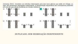 DUPLICADO, SEM SEGREGAÇÃO INDEPENDENTE
 