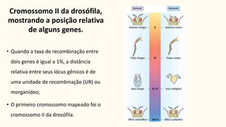 Cromossomo II da drosófila,
mostrando a posição relativa
de alguns genes.
• Quando a taxa de recombinação entre
dois genes é igual a 1%, a distância
relativa entre seus lócus gênicos é de
uma unidade de recombinação (UR) ou
morganídeo;
• O primeiro cromossomo mapeado foi o
cromossomo II da drosófila.
 
