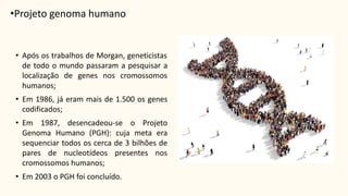 • Após os trabalhos de Morgan, geneticistas
de todo o mundo passaram a pesquisar a
localização de genes nos cromossomos
humanos;
• Em 1986, já eram mais de 1.500 os genes
codificados;
• Em 1987, desencadeou-se o Projeto
Genoma Humano (PGH): cuja meta era
sequenciar todos os cerca de 3 bilhões de
pares de nucleotídeos presentes nos
cromossomos humanos;
• Em 2003 o PGH foi concluído.
•Projeto genoma humano
 