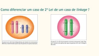 Como diferenciar um caso de 2ª Lei de um caso de linkage ?
 
