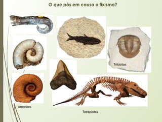 O que pôs em causa o fixismo?
Amonites
Trilobitas
Tetrápodes
 