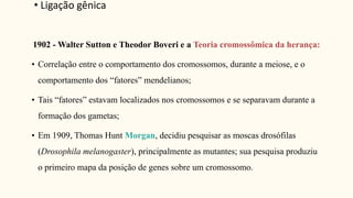 1902 - Walter Sutton e Theodor Boveri e a Teoria cromossômica da herança:
• Correlação entre o comportamento dos cromossomos, durante a meiose, e o
comportamento dos “fatores” mendelianos;
• Tais “fatores” estavam localizados nos cromossomos e se separavam durante a
formação dos gametas;
• Em 1909, Thomas Hunt Morgan, decidiu pesquisar as moscas drosófilas
(Drosophila melanogaster), principalmente as mutantes; sua pesquisa produziu
o primeiro mapa da posição de genes sobre um cromossomo.
• Ligação gênica
 