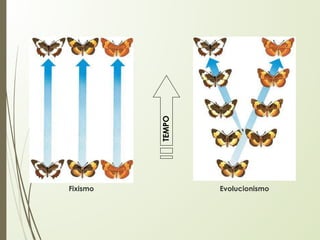 TEMPO
Fixismo Evolucionismo
 