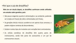 Mais de um século depois, as drosófilas continuam sendo utilizadas
em estudos sobre genética, pois:
• São pouco exigentes quanto à alimentação e ao ambiente, podendo
ser criadas em frascos de vidro e alimentadas com frutas;
• As gerações dessas moscas sucedem-se em apenas duas semanas, e
podem originar centenas de descendentes;
• Existem muitos tipos de mutantes com variações bem contrastantes;
• As células somáticas de drosófilas têm quatro pares de
cromossomos, sendo três pares de autossomos e um par de
cromossomos sexuais.
•Por que o uso de drosófilas?
 