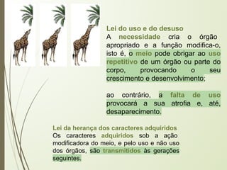 Lei do uso e do desuso
A necessidade cria o órgão
apropriado e a função modifica-o,
isto é, o meio pode obrigar ao uso
repetitivo de um órgão ou parte do
corpo, provocando o seu
crescimento e desenvolvimento;
ao contrário, a falta de uso
provocará a sua atrofia e, até,
desaparecimento.
Lei da herança dos caracteres adquiridos
Os caracteres adquiridos sob a ação
modificadora do meio, e pelo uso e não uso
dos órgãos, são transmitidos às gerações
seguintes.
 