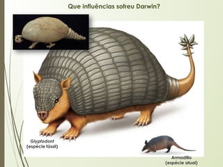 Que influências sofreu Darwin?
Glyptodont
(espécie fóssil)
Armadillo
(espécie atual)
 