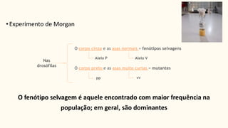 •Experimento de Morgan
Nas
drosófilas
O corpo cinza e as asas normais = fenótipos selvagens
O corpo preto e as asas muito curtas = mutantes
Alelo P Alelo V
pp vv
O fenótipo selvagem é aquele encontrado com maior frequência na
população; em geral, são dominantes
 
