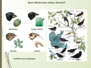 Que influências sofreu Darwin?
Tentilhões das Galápagos
Sementes Frutos e flores
Gomos Insetos
 
