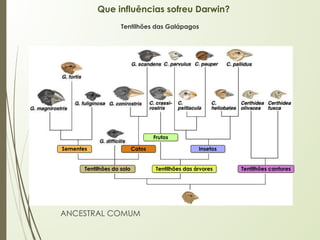 Que influências sofreu Darwin?
Tentilhões das Galápagos
Sementes Catos
Frutos
Insetos
Tentilhões do solo Tentilhões das árvores Tentilhões cantores
ANCESTRAL COMUM
 