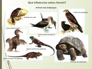 Que influências sofreu Darwin?
Animais das Galápagos
Tentilhão-dos-catos
Ganso-patola-de-patas-az
uis
Falcão-das-galápagos
Iguana-marinha-das-galápago
s
Iguana-terrestre-das-galápago
s
Tartaruga-das-galápagos
Corvo-marinho-áptero
 