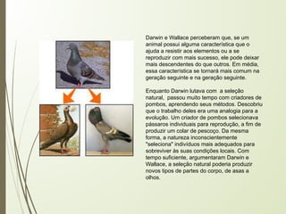 Darwin e Wallace perceberam que, se um
animal possui alguma característica que o
ajuda a resistir aos elementos ou a se
reproduzir com mais sucesso, ele pode deixar
mais descendentes do que outros. Em média,
essa característica se tornará mais comum na
geração seguinte e na geração seguinte.
Enquanto Darwin lutava com a seleção
natural, passou muito tempo com criadores de
pombos, aprendendo seus métodos. Descobriu
que o trabalho deles era uma analogia para a
evolução. Um criador de pombos selecionava
pássaros individuais para reprodução, a fim de
produzir um colar de pescoço. Da mesma
forma, a natureza inconscientemente
"seleciona" indivíduos mais adequados para
sobreviver às suas condições locais. Com
tempo suficiente, argumentaram Darwin e
Wallace, a seleção natural poderia produzir
novos tipos de partes do corpo, de asas a
olhos.
 