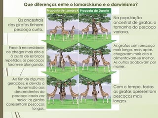 Proposta de Lamarck Proposta de Darwin
Que diferenças entre o lamarckismo e o darwinismo?
Os ancestrais
das girafas tinham
pescoço curto.
Face à necessidade
de chegar mais alto e
à custa de esforços
repetidos, os pescoços
foram-se alongando.
Ao fim de algumas
gerações, e devido à
transmissão aos
descendentes do
pescoço cada vez
maior, as girafas
apresentam pescoços
longos.
Na população
ancestral de girafas, o
tamanho do pescoço
variava.
As girafas com pescoço
mais longo, mais aptas,
chegavam mais alto e
alimentavam-se melhor.
As outras acabavam por
morrer.
Com o tempo, todas
as girafas apresentam
pescoços mais
longos.
 