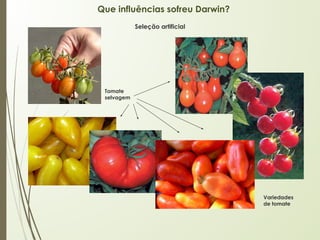 Que influências sofreu Darwin?
Tomate
selvagem
Variedades
de tomate
Seleção artificial
 