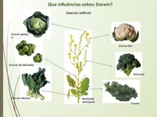 Que influências sofreu Darwin?
Mostarda
selvagem
Couve
Bróculos
Couve-flor
Couve-galeg
a
Couve-rábano
Couve-de-Bruxelas
Seleção artificial
 