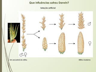 Que influências sofreu Darwin?
Um ancestral do milho Milho moderno
Seleção artificial
 