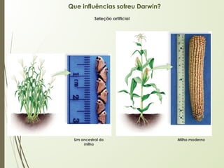Que influências sofreu Darwin?
Um ancestral do
milho
Milho moderno
Seleção artificial
 